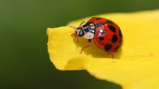 Ladybug yellowflower blackspots macro ecological - a yellow flower free wallpaper