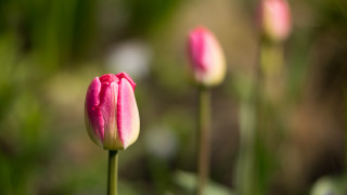 Pink flower blurry background bokeh 3 - green grass free wallpaper