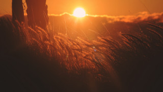 Grass sunset clouds horizon forest - the cloud free wallpaper for desktop