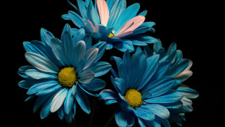 Blue flower vase fireworks solo - yellow center free wallpaper