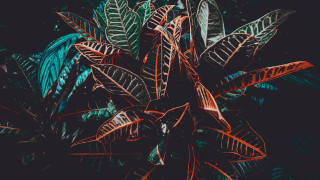 Green red leaves dark room - a plant free wallpaper
