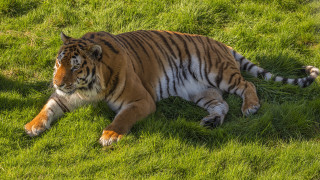 Tiger laying on grass nature - one paw free wallpaper