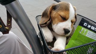 Dog basket bicycle handlebars person - a book free wallpaper