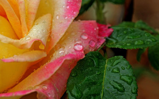 Yellow pink rose water droplets - petal free wallpaper