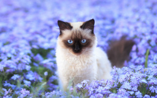 Cat purple flower field blue - a black nose free wallpaper