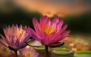 Pink flowers lake lily pads - a couple free wallpaper