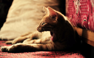 Cat yawning couch redpillow attack - sharp claw free wallpaper