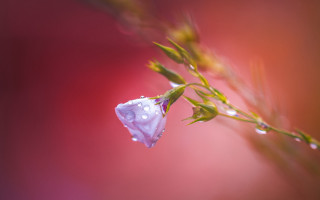 Flower water droplets budding macro - cindy wright free wallpaper for desktop
