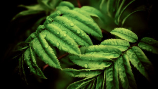 Green leaf water drops photorealistic - digital painting free wallpaper