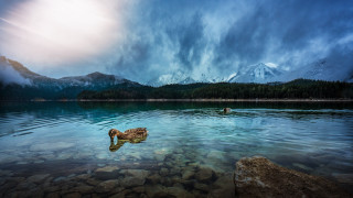Duck lake mountains clouds boat - a person swimming free wallpaper