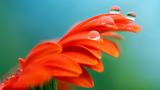 Flower water droplets blue background - a green border free wallpaper