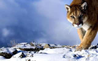 Mountain lion snowy field rocks - a mountain lion free wallpaper