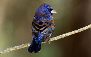 Blue bird branch cloisonnism striped - male free wallpaper