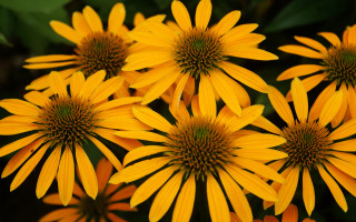 Yellow flower field summer vibrancy - derek chittock free wallpaper