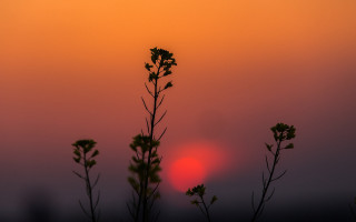 Sunset bamboo tree cloud moon - a red sun in the background free wallpaper
