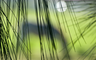 Blurry green field bridge bamboo - a blurry photo free wallpaper