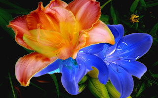 Flower bee deepgreen leaves yellowblue - evelyn de morgan free wallpaper