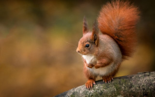 Red squirrel branch curious blue - a curious look free wallpaper