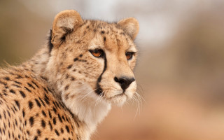 Cheetah camera bushy background animal - a cheetah free wallpaper