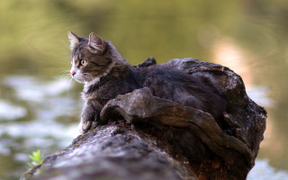Cat woodland water grass chippy - a statue free wallpaper