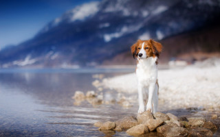 Dog rocks water mountains sky - a dog free wallpaper for desktop