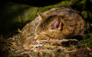 Cat mouse ground blurry dandelion - a mouse free wallpaper