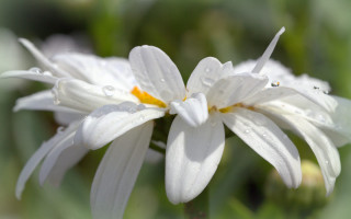 White flower water droplets macro 3 - a white flower free wallpaper