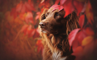 Dog red leaf autumn blurry - a red leaf free wallpaper