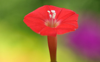 Red flower white stamen macro - a red flower free wallpaper