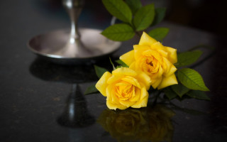 Yellow rose still life blurry - a yellow rose free wallpaper