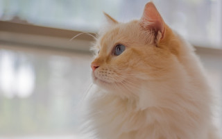 White cat blue eyes window - a white cat free wallpaper