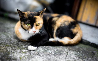 Serious cat green eyes blurry - chizuko yoshida free wallpaper