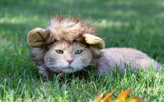 Cat lion mane grass leaf - a leaf free wallpaper