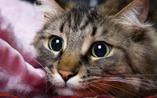 Sad cat green eyes blanket - a blanket free wallpaper for desktop