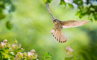 Bird flying flowers bokeh nature - a blurry background free wallpaper