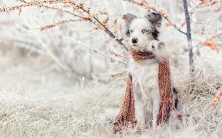 Dog grass scarf winter tree - a scarf free wallpaper