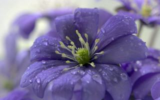Purple flower water droplets green 4 - petal free wallpaper