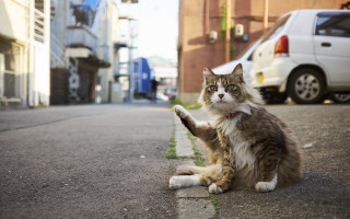 Cat road white van street - dynamic free wallpaper