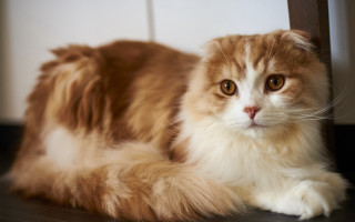 Fluffy cat laying chair sad - a fluffy cat free wallpaper