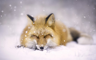 Fox sleeping snow winter blurry - a fox free wallpaper