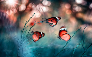 Butterflies plant mystical impressionist blurry - mystical free wallpaper for desktop