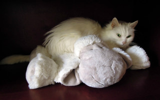 White cat stuffed animal black - alice prin free wallpaper