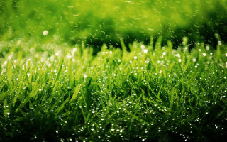 Grass water droplets macro nature 6 - grass free wallpaper