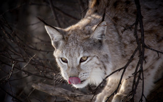 Lynx tongue woods mirror animal - a lynx free wallpaper