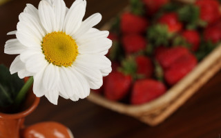 White flower brown vase strawberries - a basket free wallpaper for desktop