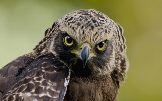 Bird of prey green gradient - prey free wallpaper