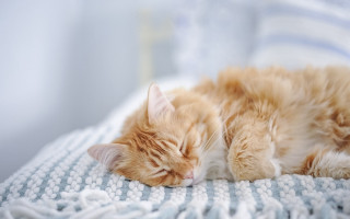 Cat sleeping blanket blue white - a blanket free wallpaper