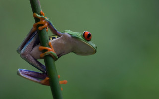 Red eyed frog branch green - a green background and a blurry background behind free wallpaper