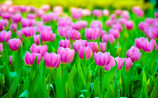 Pink flower field blurry garden - a green stem free wallpaper for desktop
