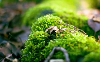 Mossy surface leaves twigs bokeh - a mossy surface free wallpaper